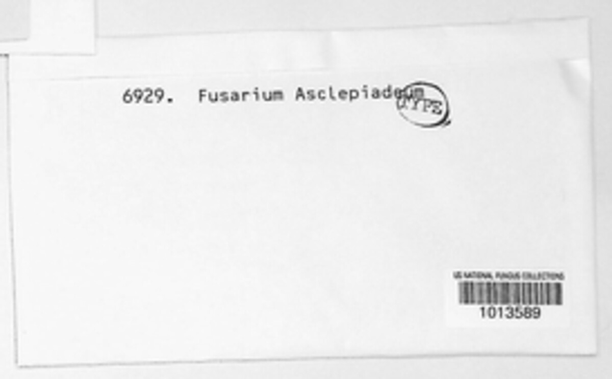 Fusarium asclepiadeum image
